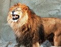 lion 14